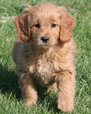 F1 shop toy goldendoodle